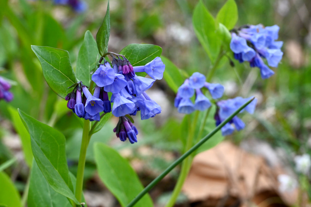 Virginia Bluebells (Mertensia virginica) BARE ROOT