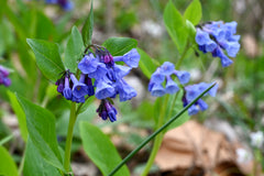 Virginia Bluebells (Mertensia virginica) BARE ROOT - SHIPS BEGINNING WEEK OF 12/2