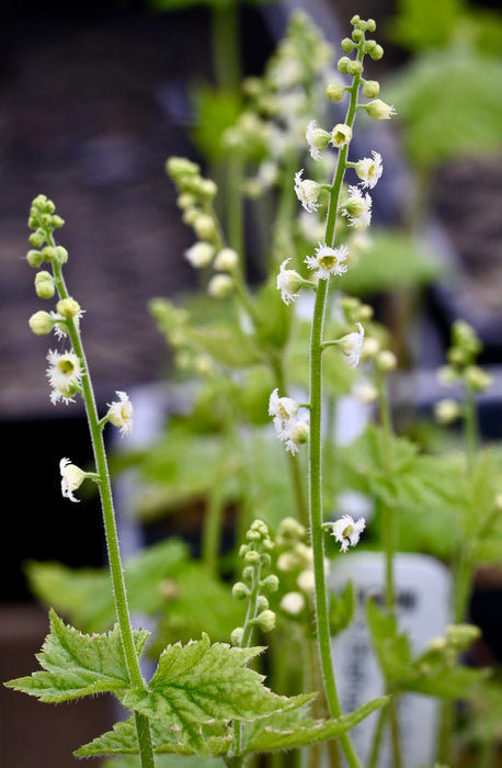 Bishop’s Cap (Mitella diphylla) 2x2x3" Pot
