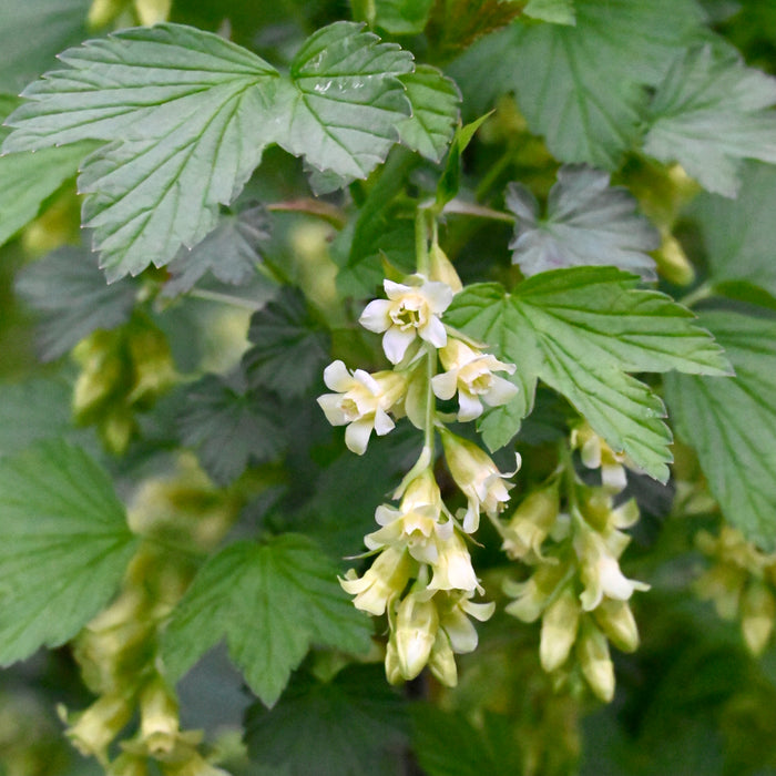American Black Currant (Ribes americanum)