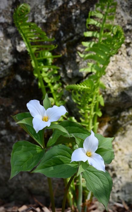 Great White Trillium (Trillium grandiflorum) BARE ROOT