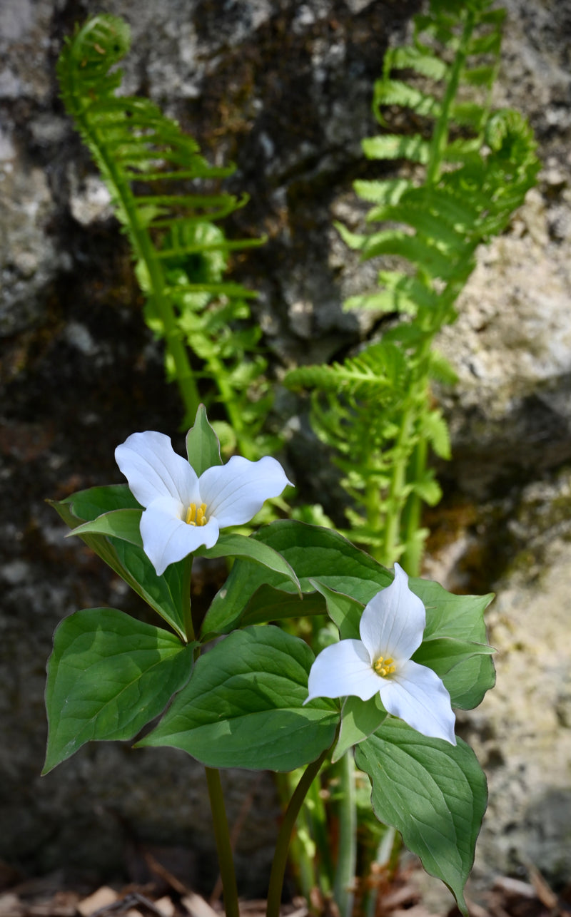 Great White Trillium (Trillium grandiflorum) BARE ROOT - SHIPS BEGINNING WEEK OF 12/8