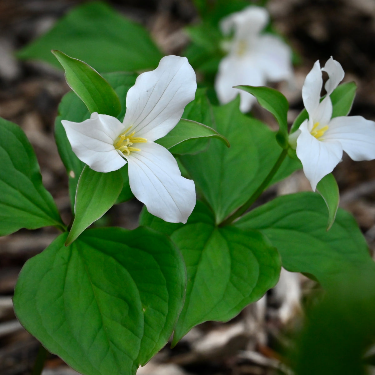Great White Trillium (Trillium grandiflorum) BARE ROOT — Native Plants ...