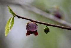 Common Pawpaw (Asimina triloba)