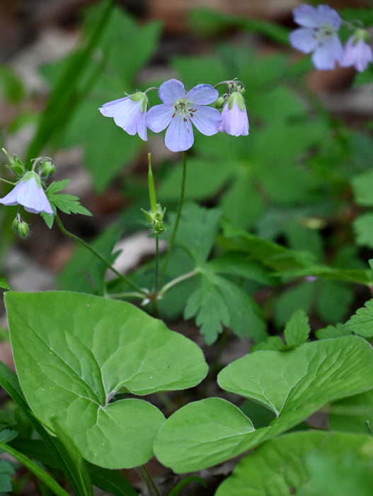 Wild Geranium (Geranium maculatum) 2x2x3" Pot