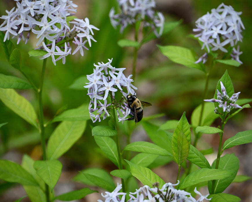 Eastern Bluestar (Amsonia tabernaemontana)