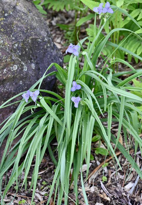 Ohio Spiderwort (Tradescantia ohiensis) 2x2x3" Pot