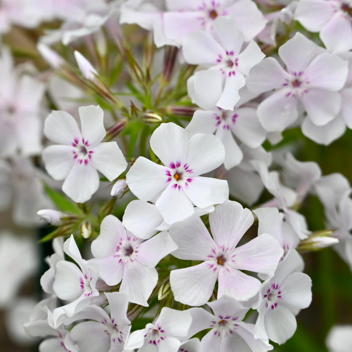 Prairie Phlox (Phlox pilosa) 1 GAL
