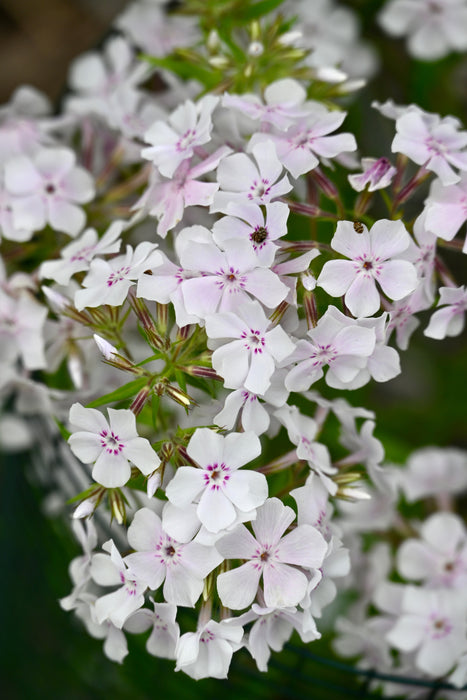 Prairie Phlox (Phlox pilosa) 1 GAL