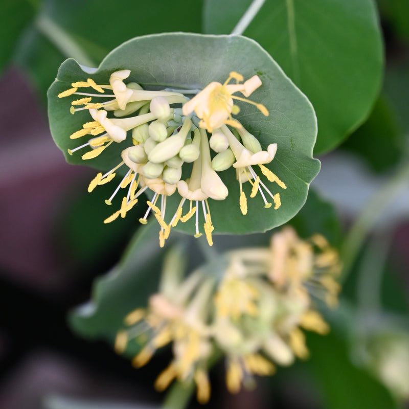 Yellow Twining Honeysuckle (Lonicera reticulata)