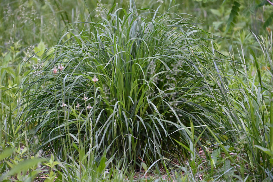 Indian Grass (Sorghastrum nutans) 2x2x3" Pot