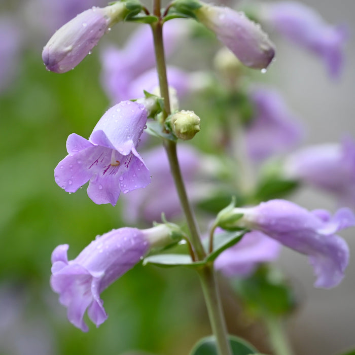 Large-flowered Penstemon (Penstemon grandiflorus) 1 GAL