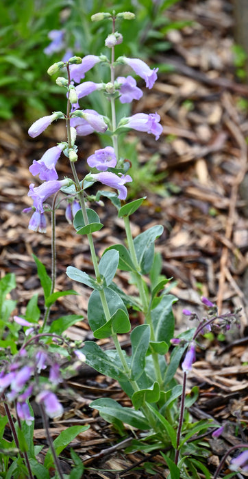 Large-flowered Penstemon (Penstemon grandiflorus) 1 GAL