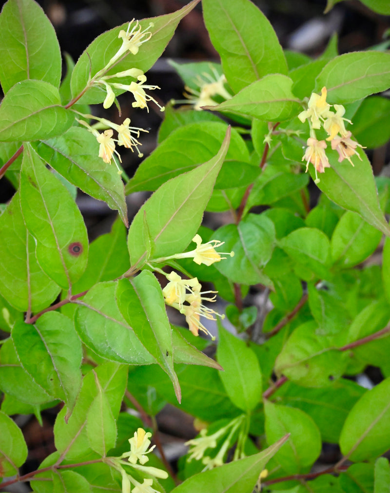 Dwarf Bush Honeysuckle (Diervilla lonicera)