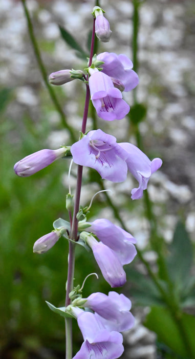 Large-flowered Penstemon (Penstemon grandiflorus) 1 GAL