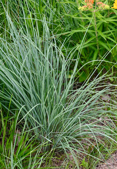 Little Bluestem (Schizachyrium scoparium) 1 GAL