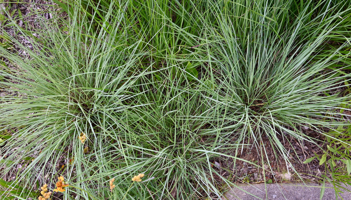 Little Bluestem (Schizachyrium scoparium) 1 GAL