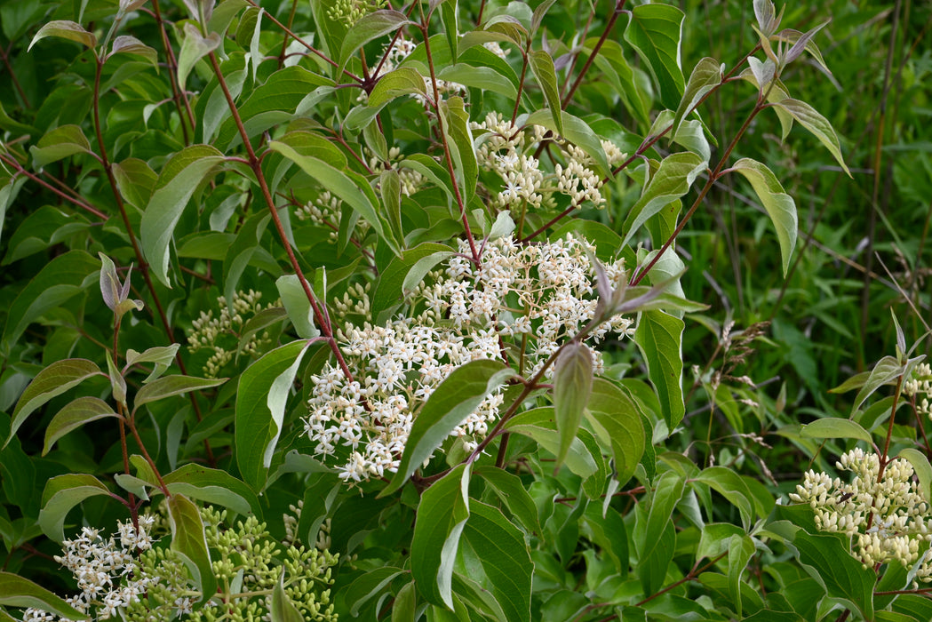 Roughleaf Dogwood (Cornus drummondii)