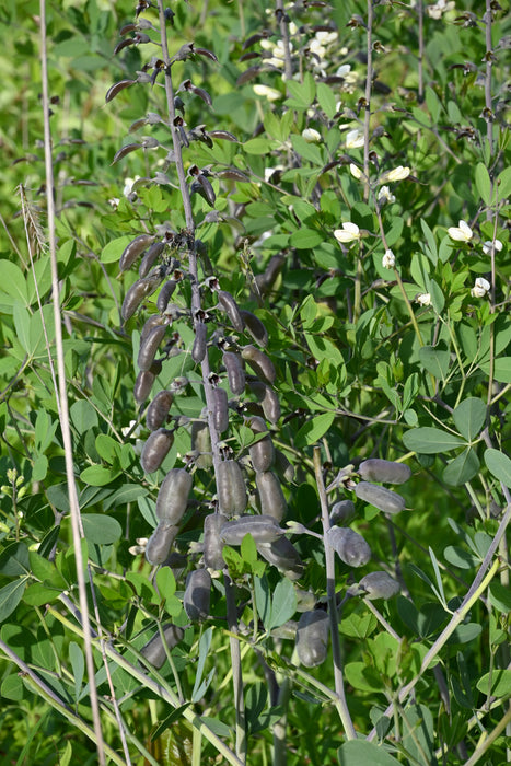 White False Indigo (Baptisia alba) 2x2x3" Pot