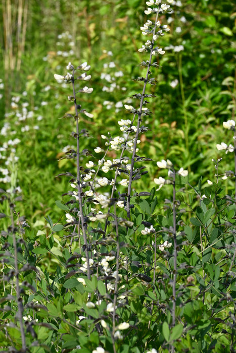 White False Indigo (Baptisia alba) 2x2x3" Pot