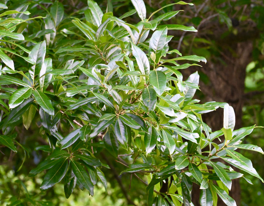 Shingle Oak (Quercus imbricaria)