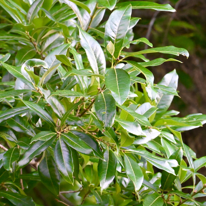 Shingle Oak (Quercus imbricaria)