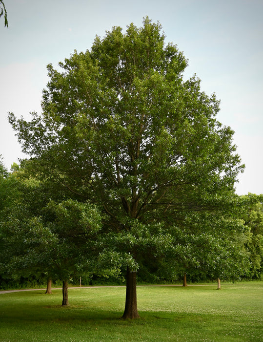Shingle Oak (Quercus imbricaria)