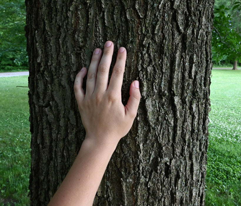 Shingle Oak (Quercus imbricaria)