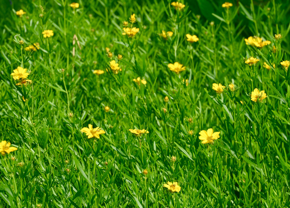 Seed Pack - Prairie [Plains] Coreopsis (Coreopsis palmata)