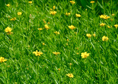 Seed Pack - Prairie [Plains] Coreopsis (Coreopsis palmata)