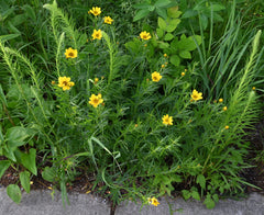 Seed Pack - Prairie [Plains] Coreopsis (Coreopsis palmata)