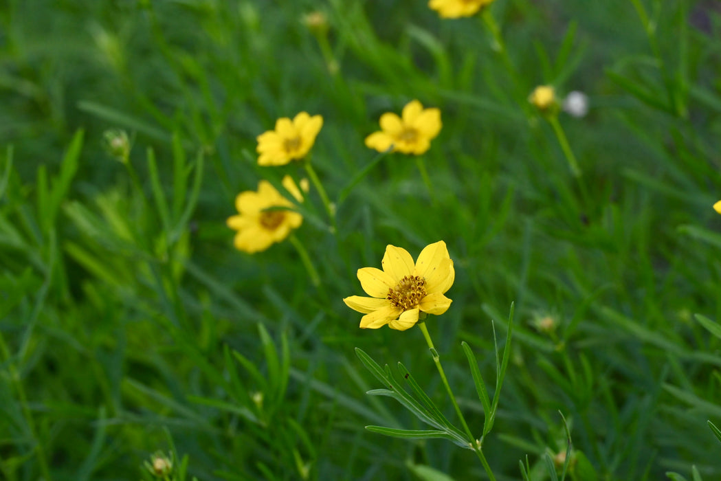 Plains Coreopsis (Coreopsis palmata) 2x2x3" Pot