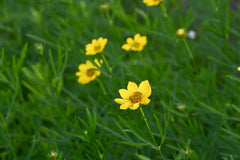 Seed Pack - Prairie [Plains] Coreopsis (Coreopsis palmata)