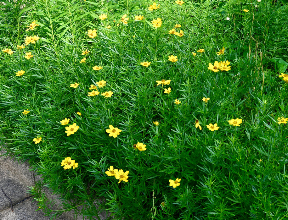 Seed Pack - Prairie [Plains] Coreopsis (Coreopsis palmata)