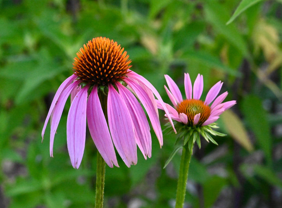 Purple Coneflower (Echinacea purpurea) 2x2x3" Pot