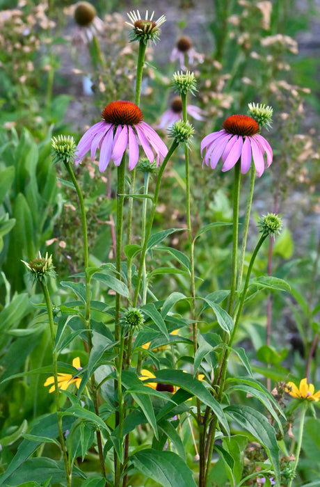 Purple Coneflower (Echinacea purpurea) 2x2x3" Pot