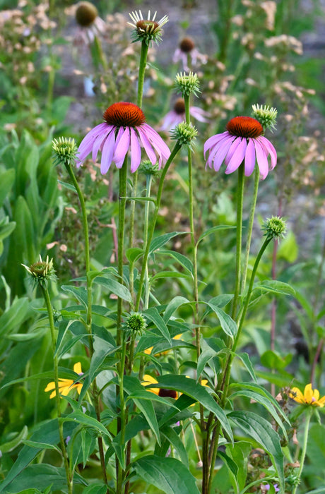 Purple Coneflower (Echinacea purpurea) 1 GAL