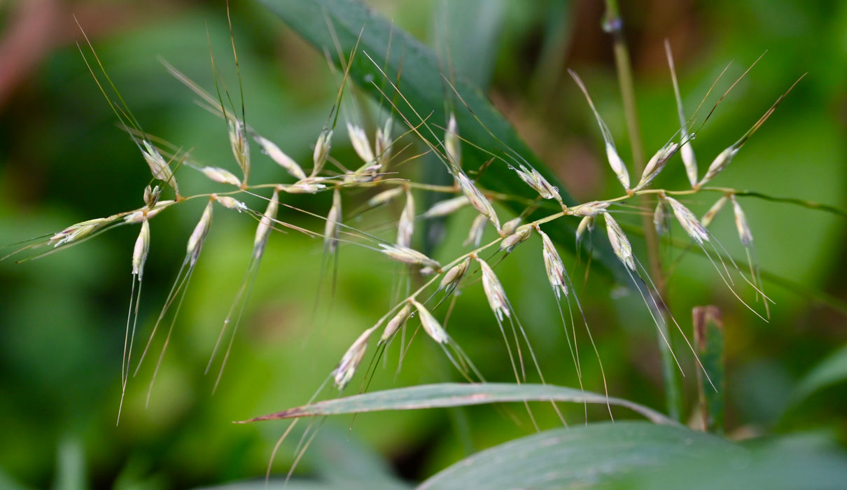 Bottlebrush Grass (Elymus hystrix) 2x2x3" Pot