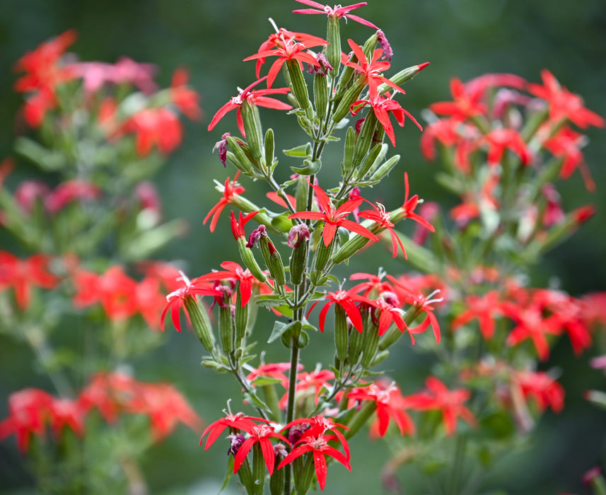 Royal Catchfly (Silene regia) 2x2x3" Pot