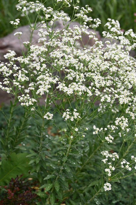 Flowering Spurge (Euphorbia corollata)