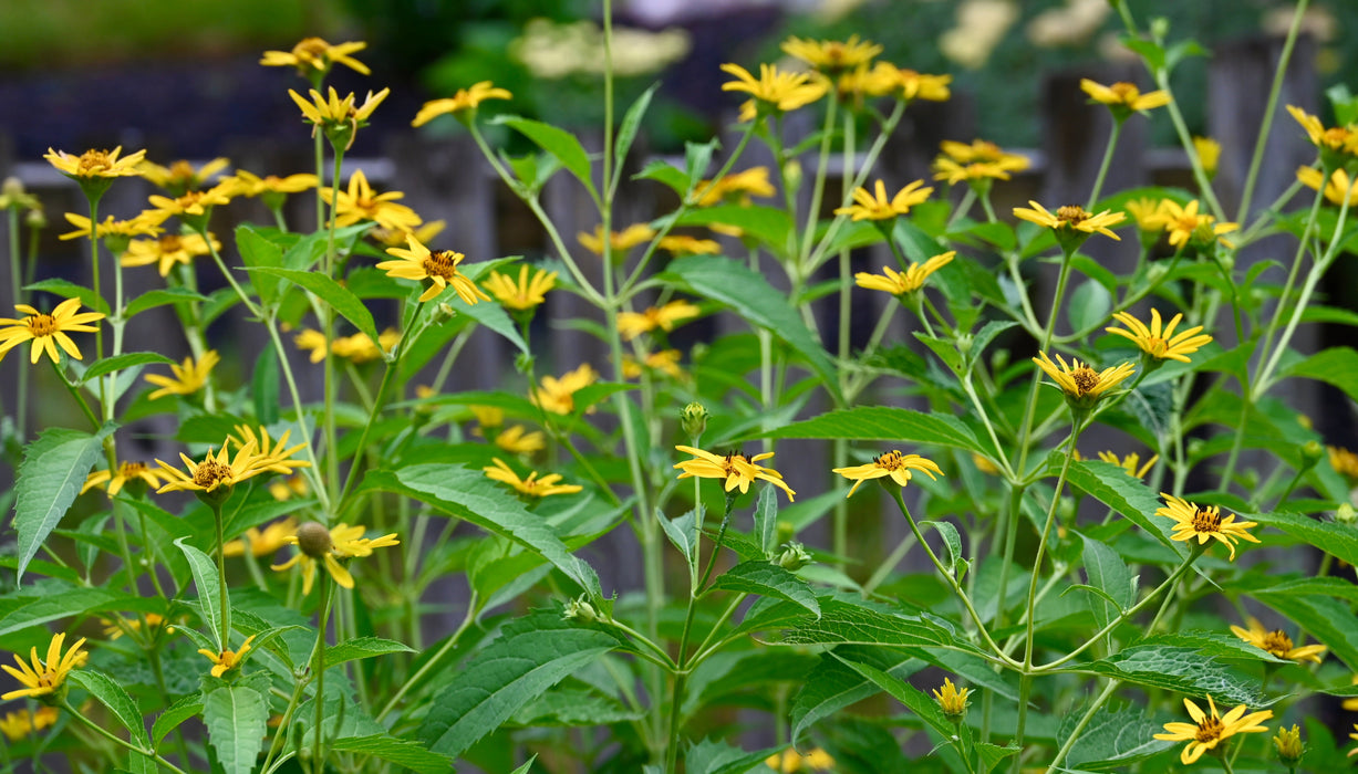 False Sunflower (Heliopsis helianthoides) 1 GAL