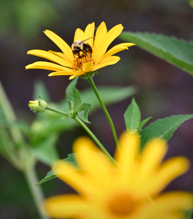 False Sunflower (Heliopsis helianthoides) 1 GAL