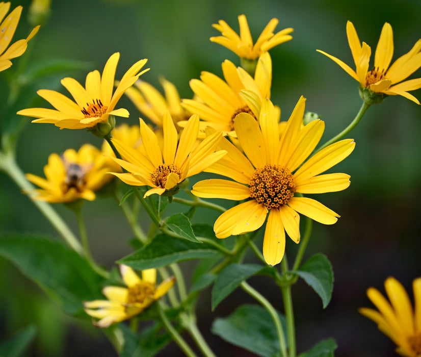 False Sunflower Roots False Sunflower (Heliopsis helianthoides) 1 GAL — Native Plants ...