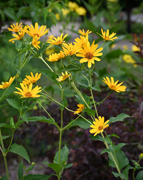 False Sunflower (Heliopsis helianthoides) 1 GAL