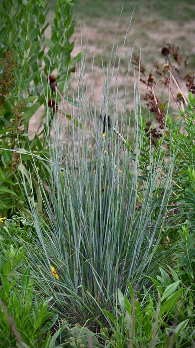 Little Bluestem (Schizachyrium scoparium) 1 GAL