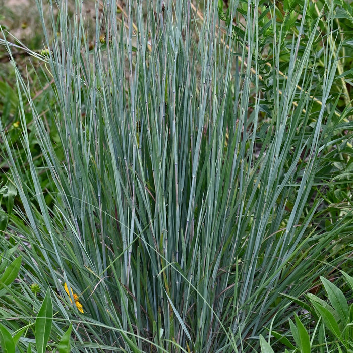 Little Bluestem (Schizachyrium scoparium) 1 GAL