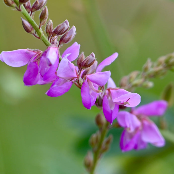Showy Tick-trefoil (Desmodium canadense)