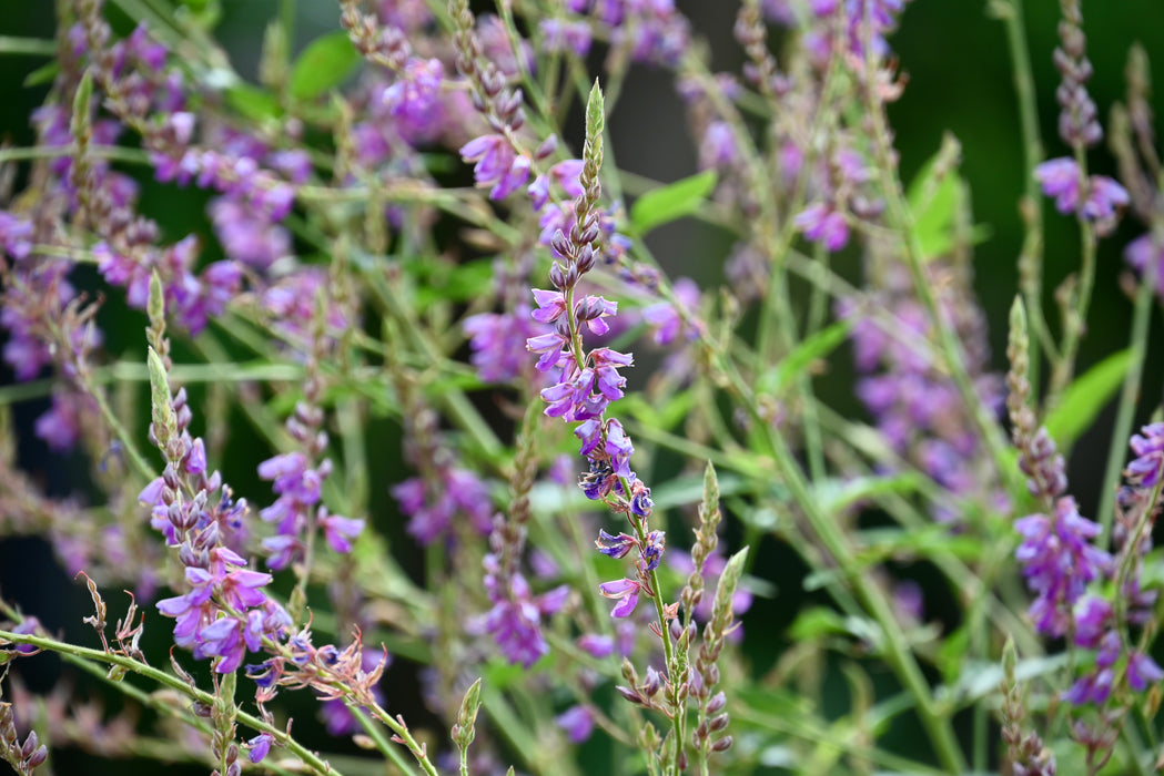 Showy Tick-trefoil (Desmodium canadense)