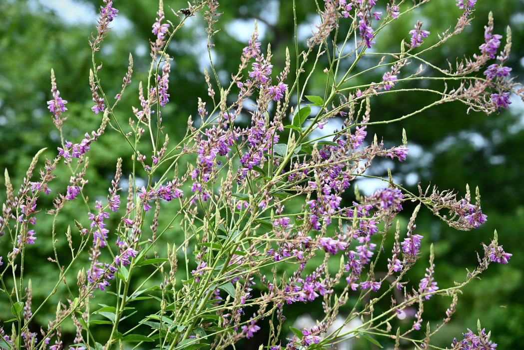 Showy Tick-trefoil (Desmodium canadense)