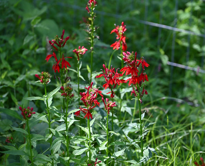 Cardinal Flower (Lobelia cardinalis) 2x2x3" Pot